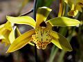 Large-Flower Cymbidium